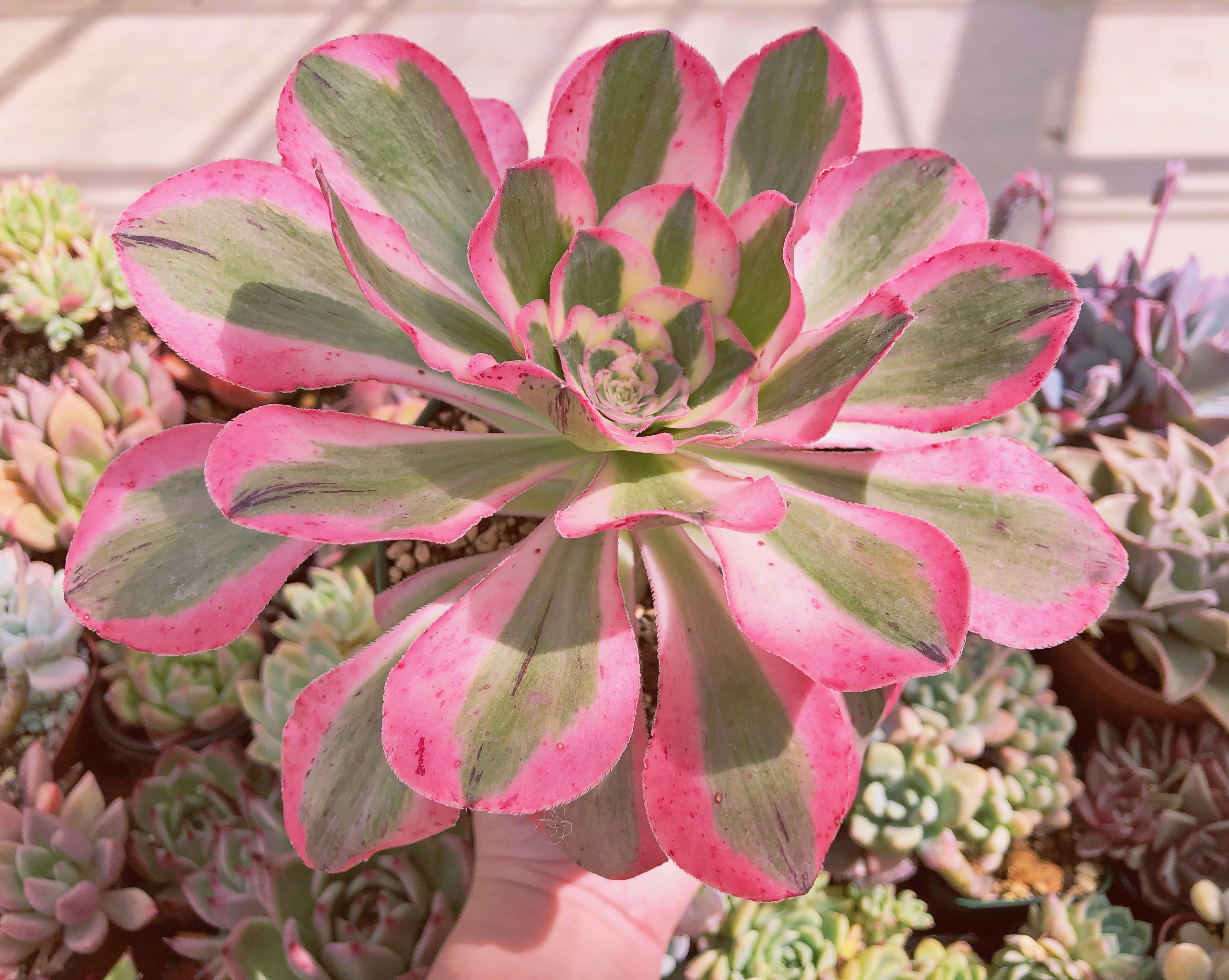 超レア 多肉植物 燕姿錦 特大 | るる農園~多肉植物専門
