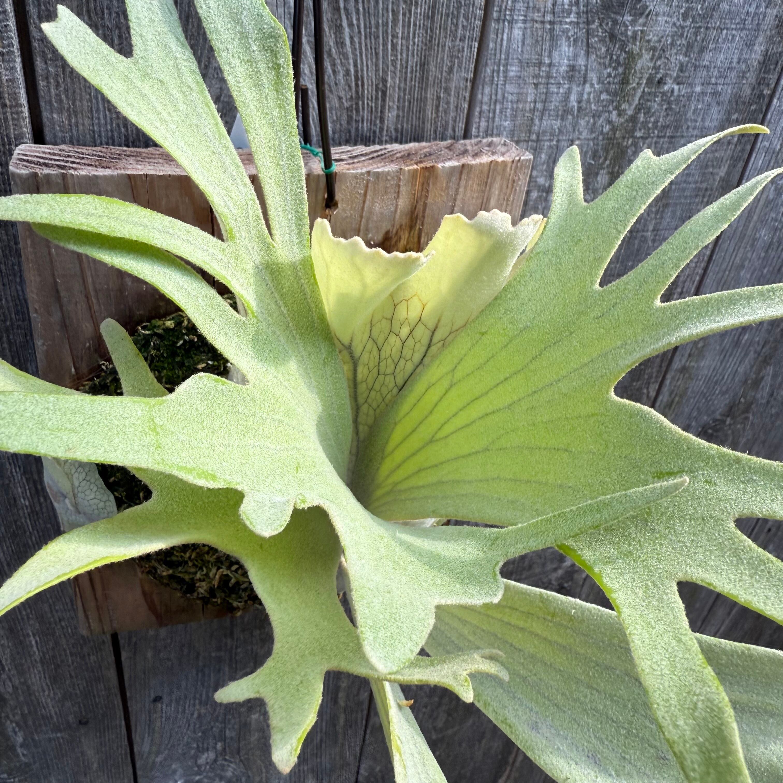 ビカクシダ P. White Vodka #1 (pup) P. White Vodka #1 (pup) #ビカクシダ専門店#platycerium#naturefix
