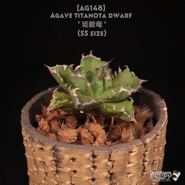 【送料無料】Agave isthmensis 'Ohi Raijin'〔アガベ〕現品発送AG0028