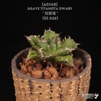 【送料無料】Agave titanota dwarf '姫厳竜' SS〔アガベ〕AG0148