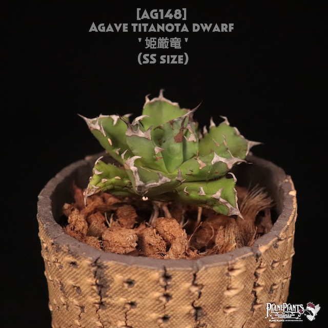 【送料無料】Agave isthmensis 'Ohi Kabutogani' f.variegata 王妃兜蟹錦〔アガベ〕現品発送AG0035