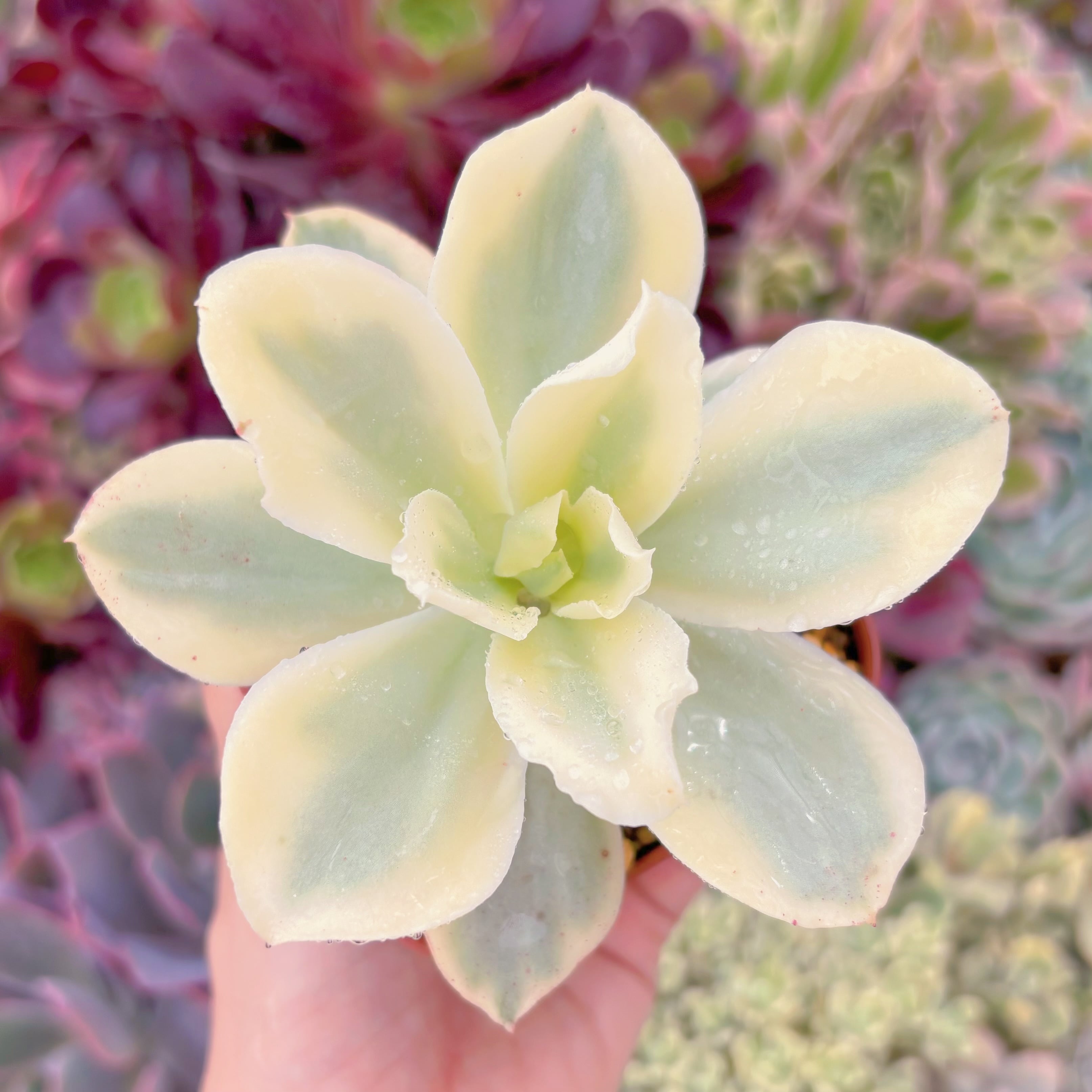 現品　moon river#F014　古株　るる農園