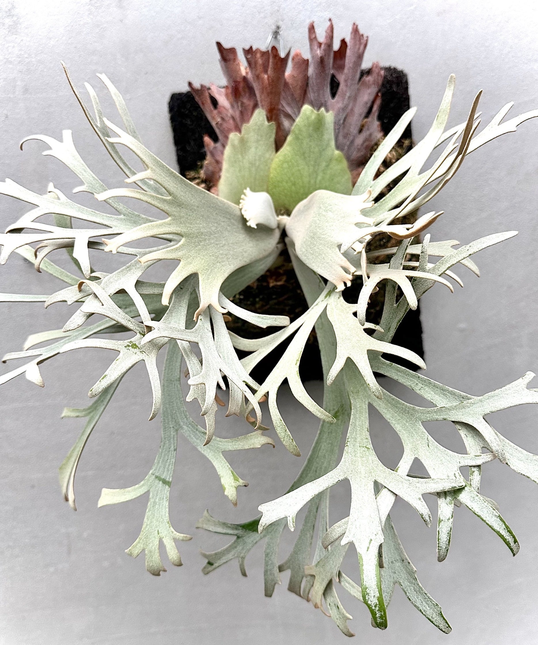 vandaka plants