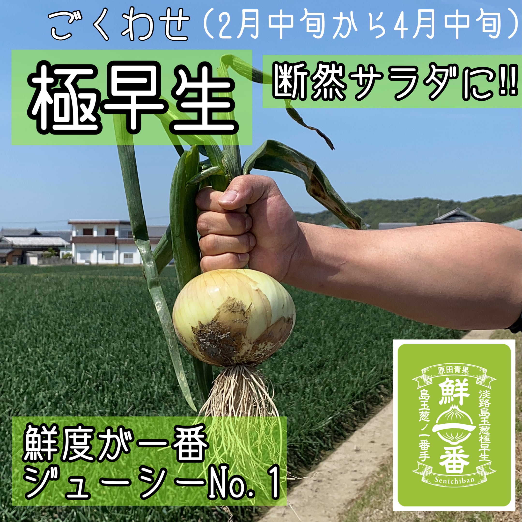 淡路島産新玉ねぎ極早生葉っぱ付き100サイズ 一番玉ねぎ定期便】3kgコース：1ヵ月に1回お届け 送料込み | 原田