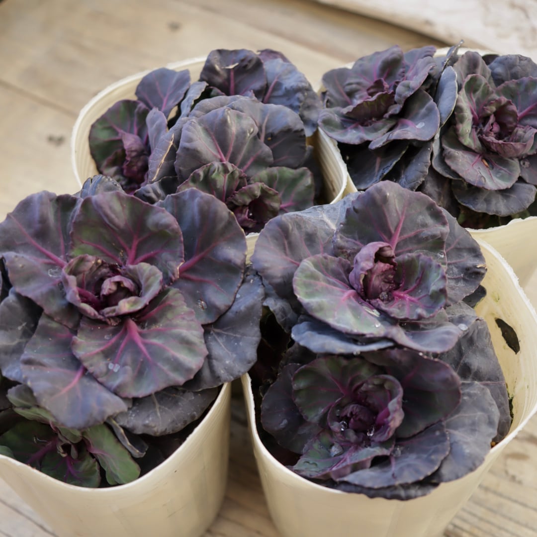 Green heartꕥオンラインショップ