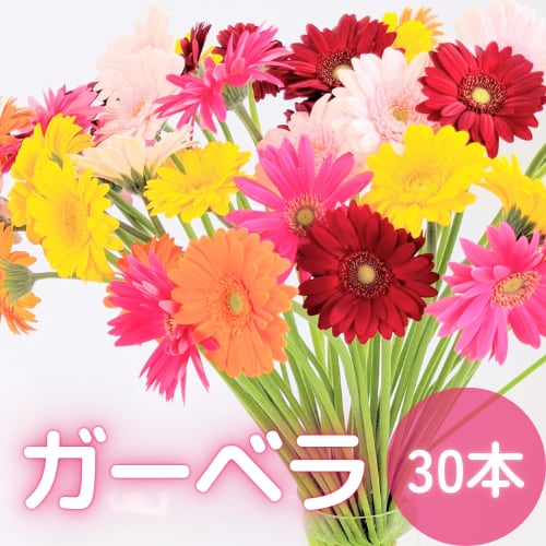 ガーベラ 30本【ビタミン・フラワー】★フラワーロス削減