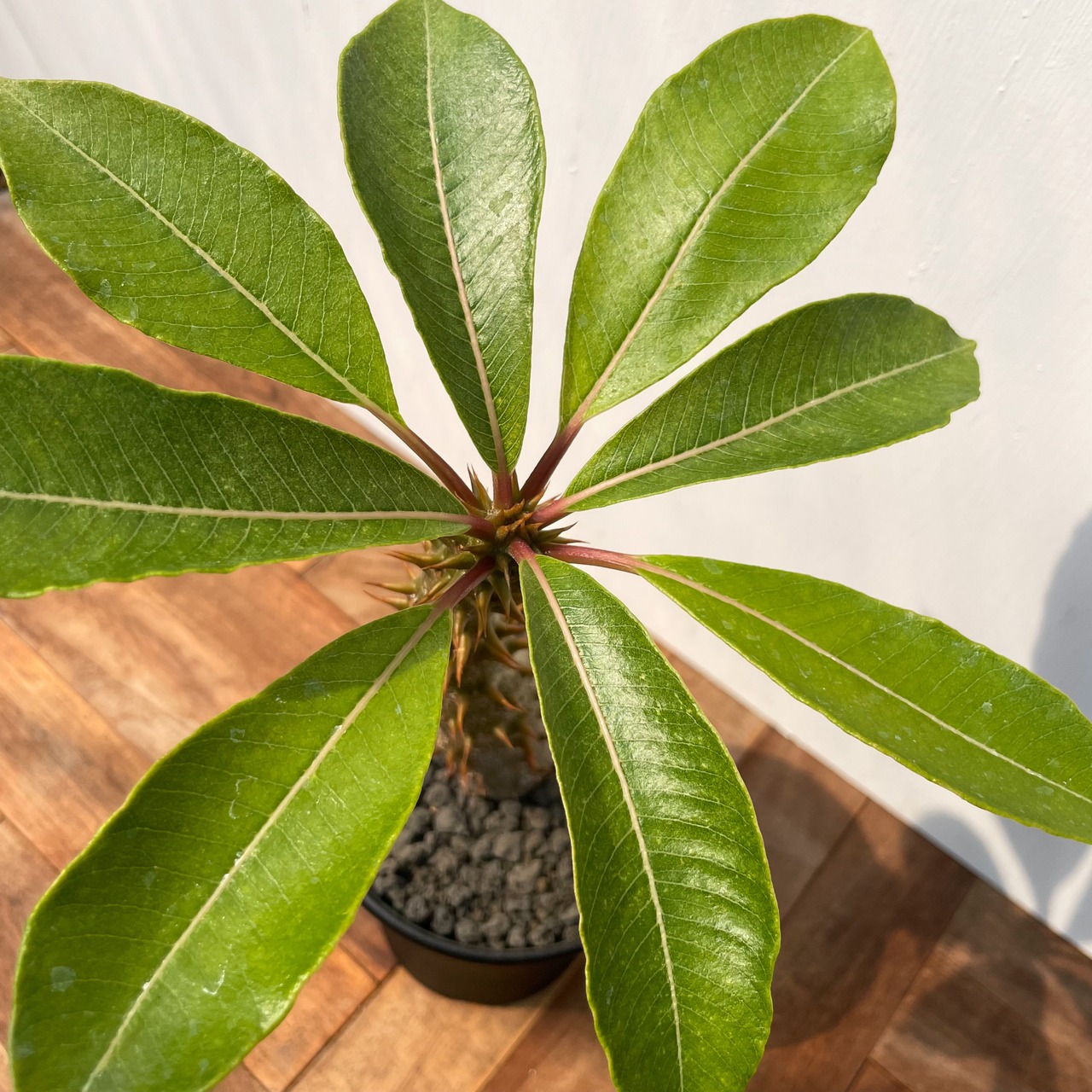 Pachypodium baroniik【パキポディウム・バロニー・実生】