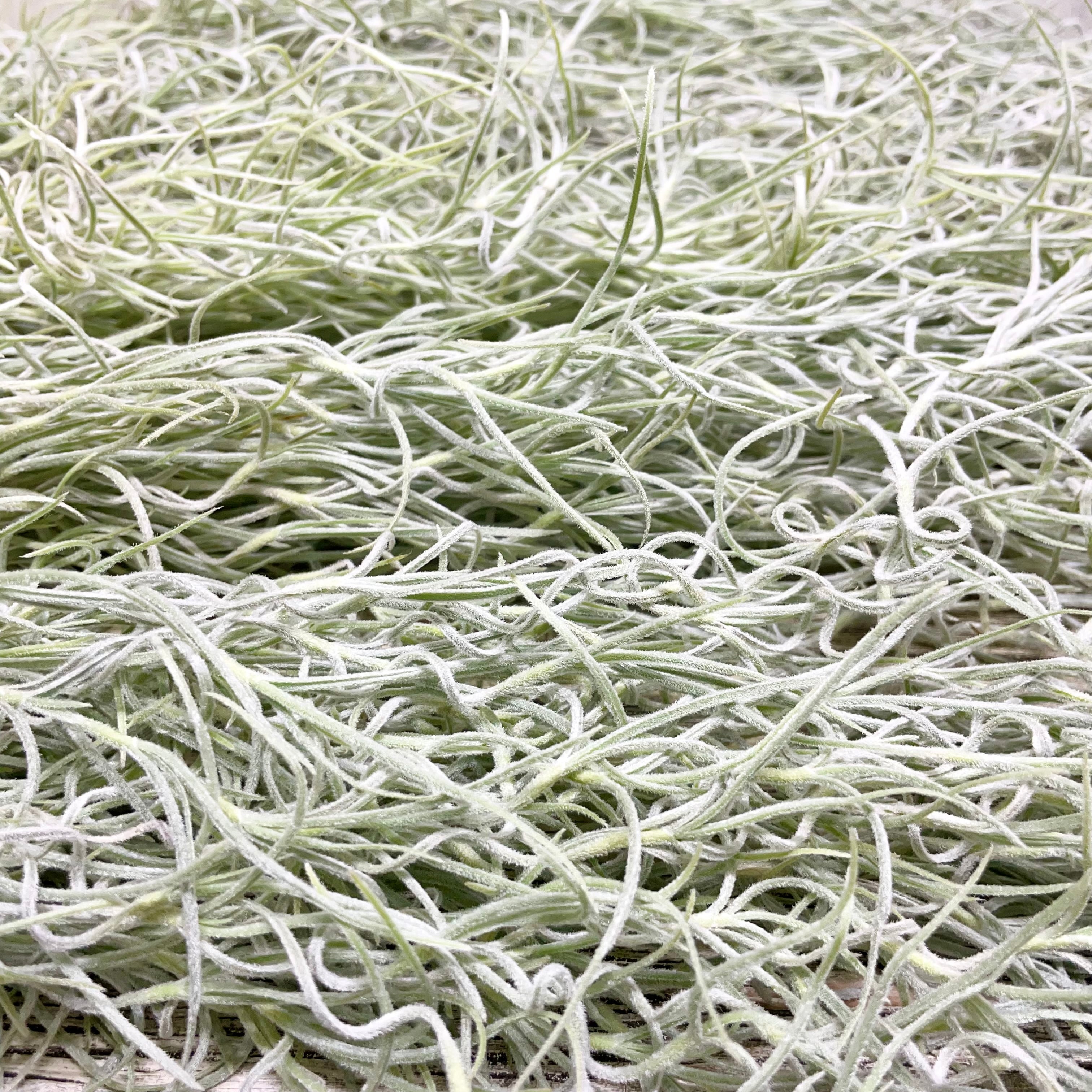 希少 エアプランツ チランジア ウスネオイデス 太葉 Tillandsia