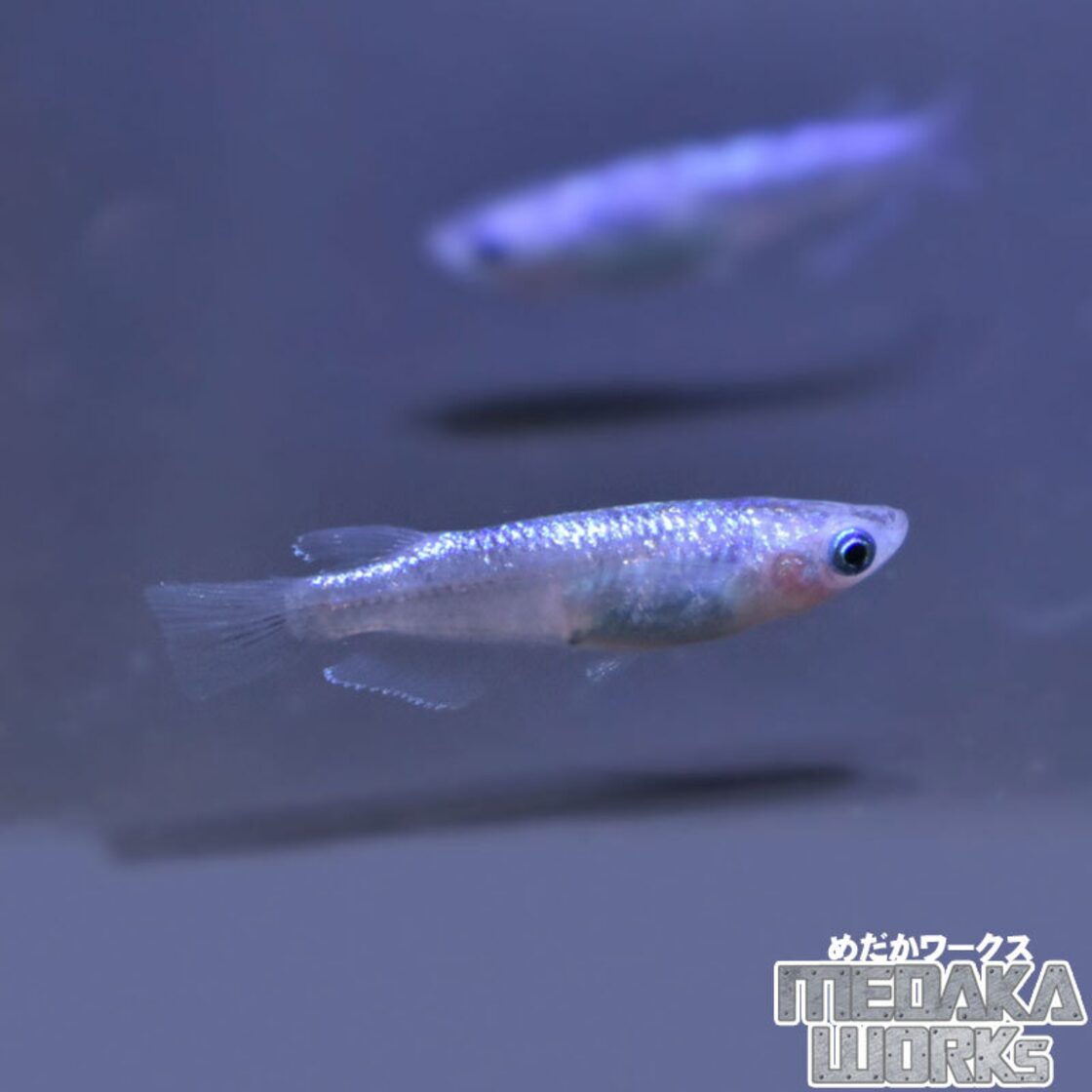 白斑(しろぶち)サファイアメダカ【1匹】めだか 成魚 観賞魚 淡水魚 