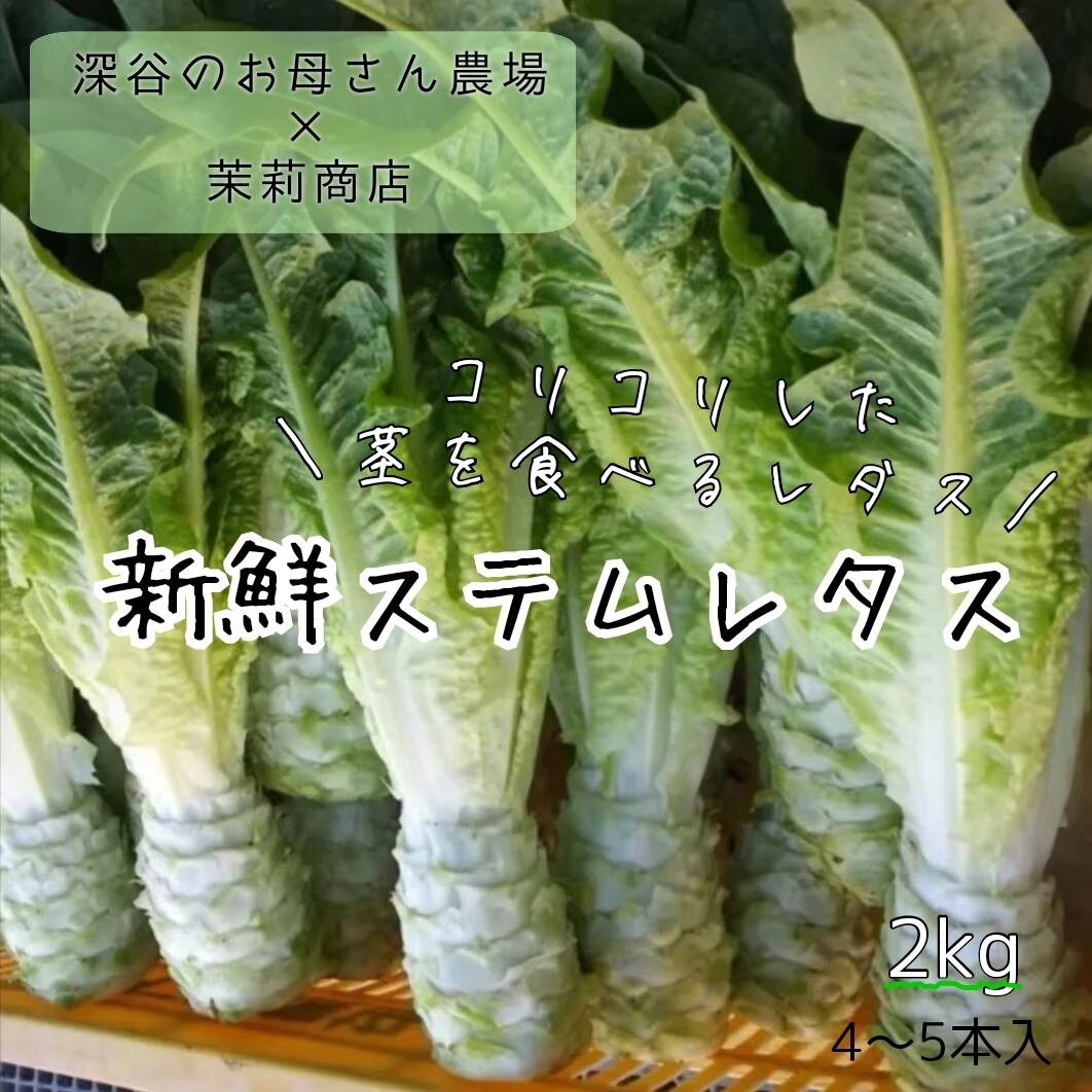 紅ひゆな(红苋菜)10kg 業務用 長野県産 ※送料別 | 茉莉商店