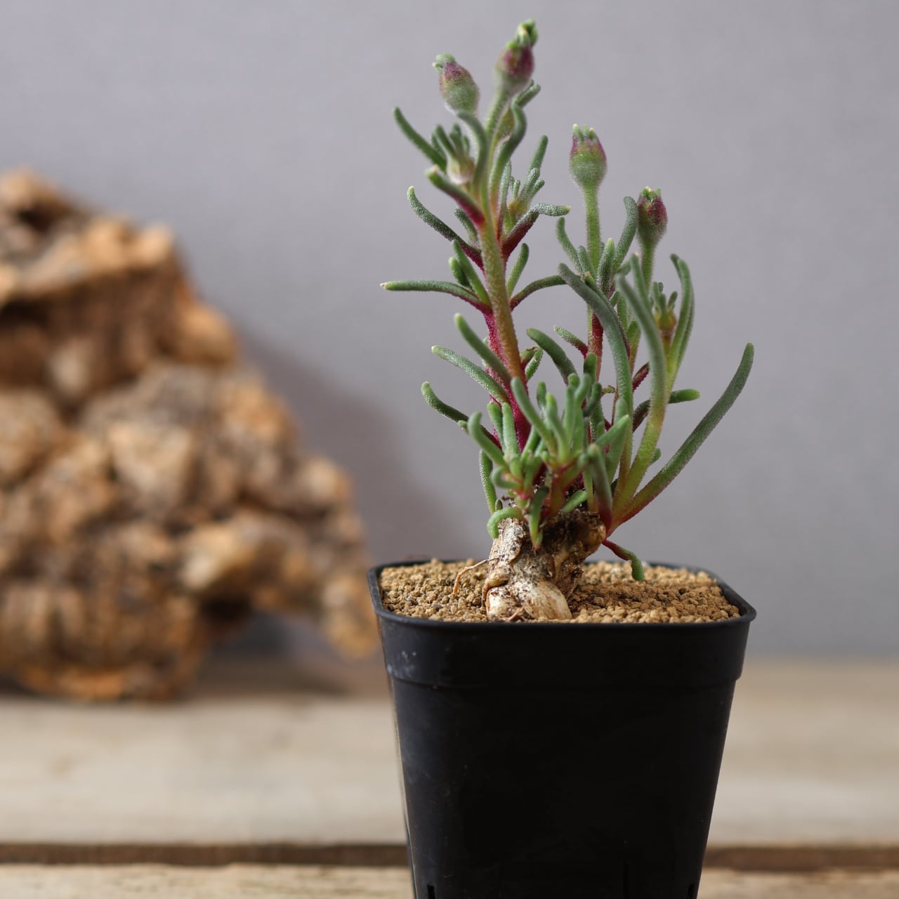 490塊根も葉も花も、すべてが魅力的『フィロボルス テヌイフロルス