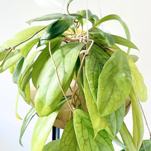 【Premium Plants】ホヤ ゴールデンアイ 希少種 再入荷 限定品