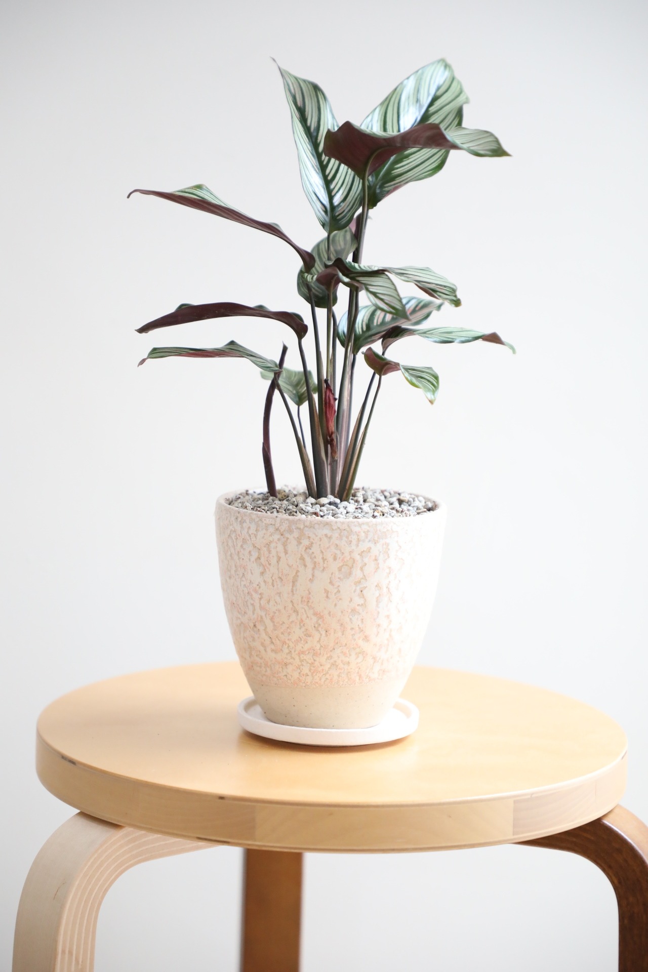 【M】カラテア ホワイトスター/Calathea White star