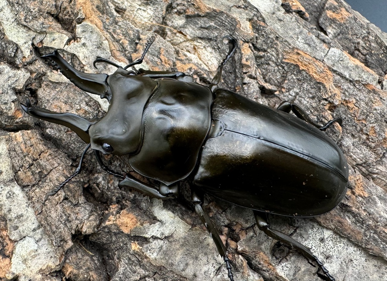 【F0】《ローゼンベルグオウゴンオニ 70mm ペア》