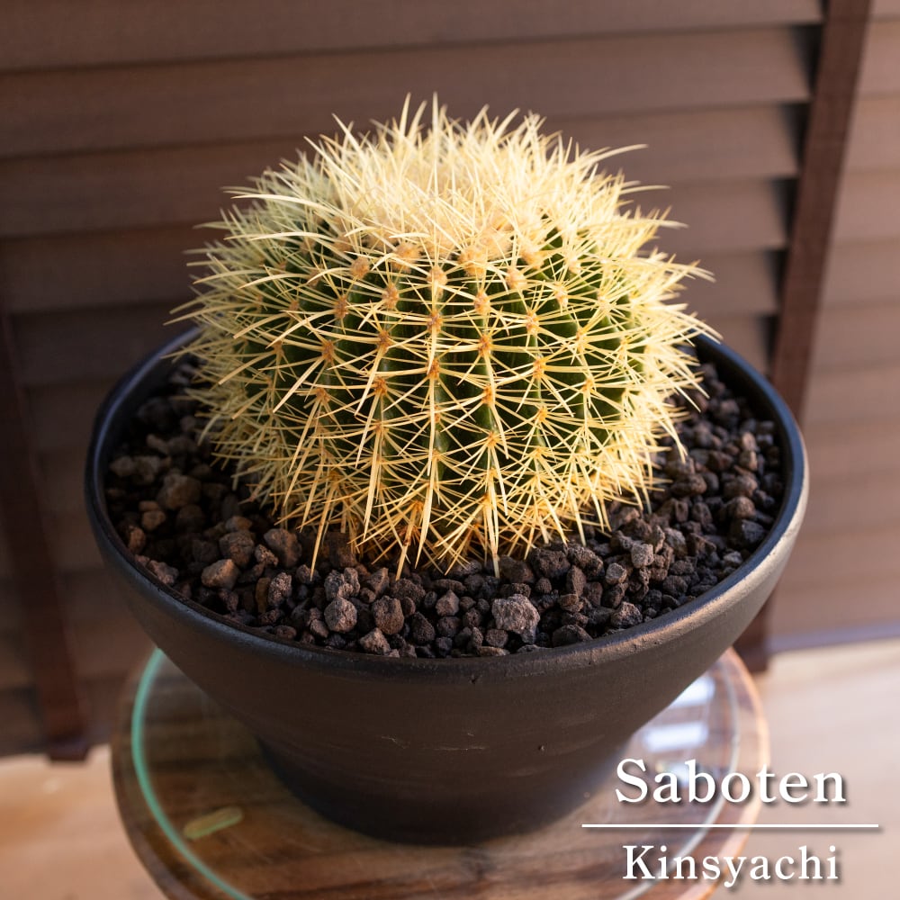 発根済】30cm 金鯱 サボテン 特大 10号 多肉植物 ドライガーデン