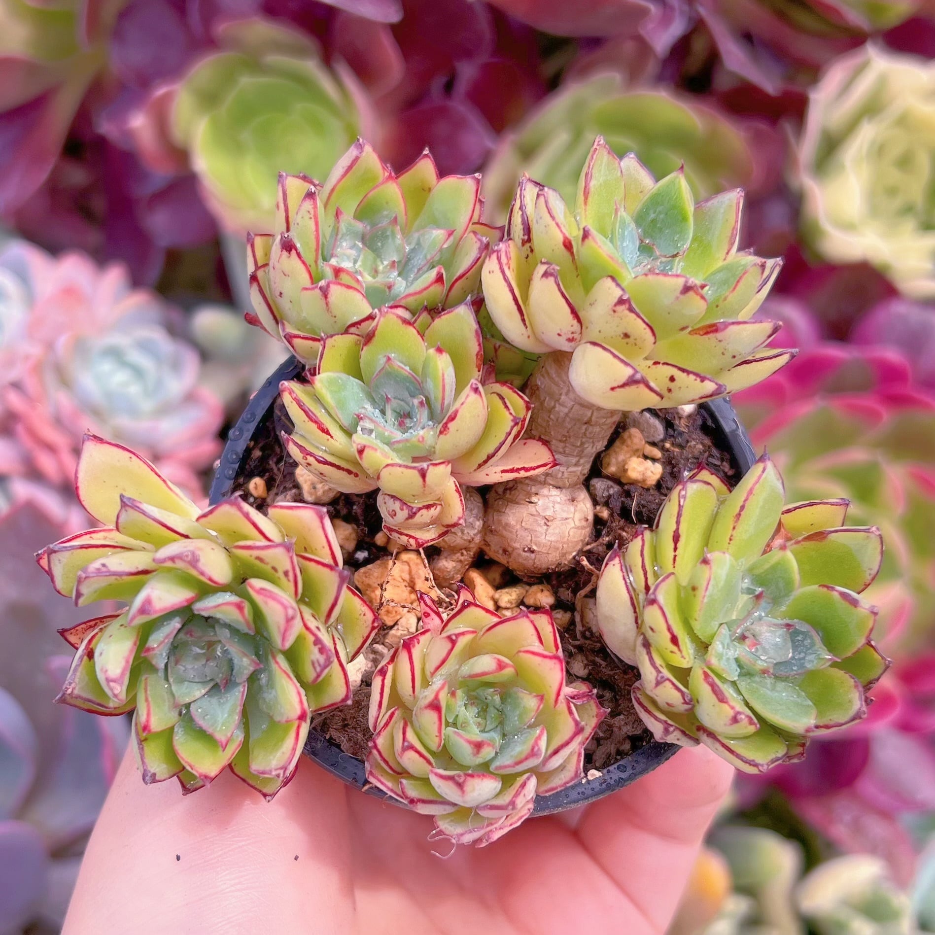 現品　シンデレラ#B58　るる農園