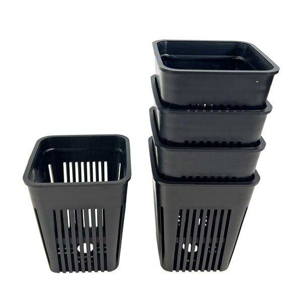 特価❣️ドロサンテマ キラキラ レインボーキャンディーボール 抜き苗