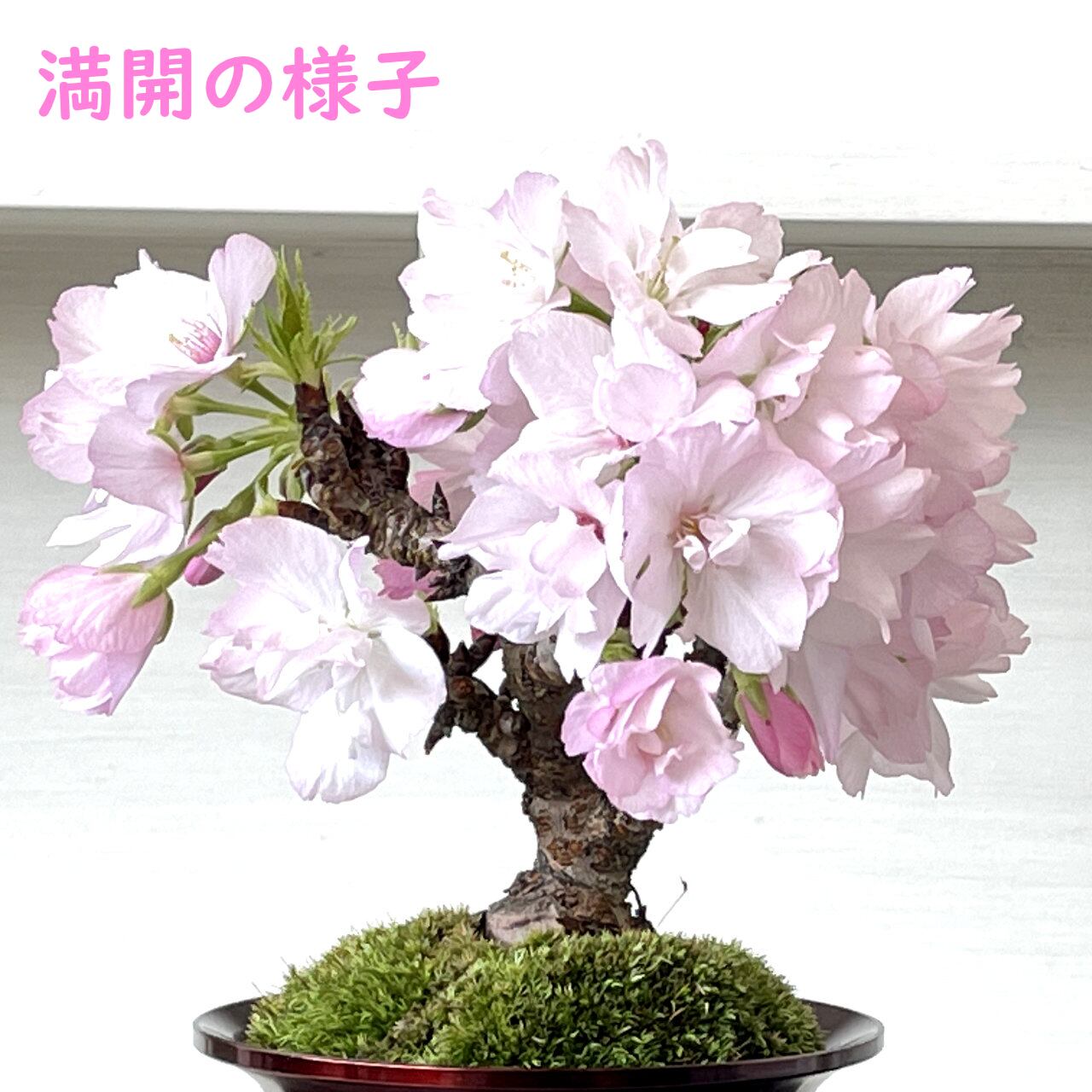 旭山桜 円型和鉢植え 赤胴 | nicoco