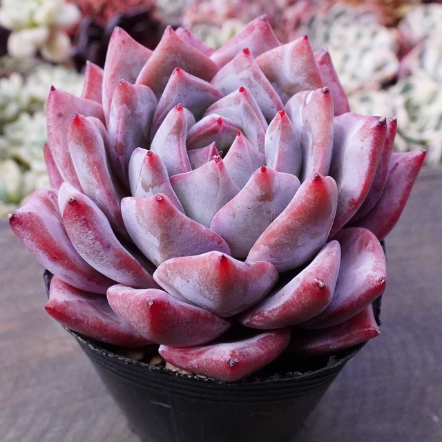 【ブルーバード 】エケベリア　韓国多肉　ブルーピンク