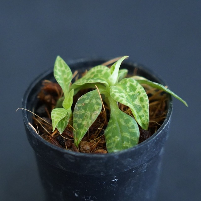 ヒメミヤマウズラ【日本産ジュエルオーキッド／錦蘭】テラリウムで使いやすいミニポット