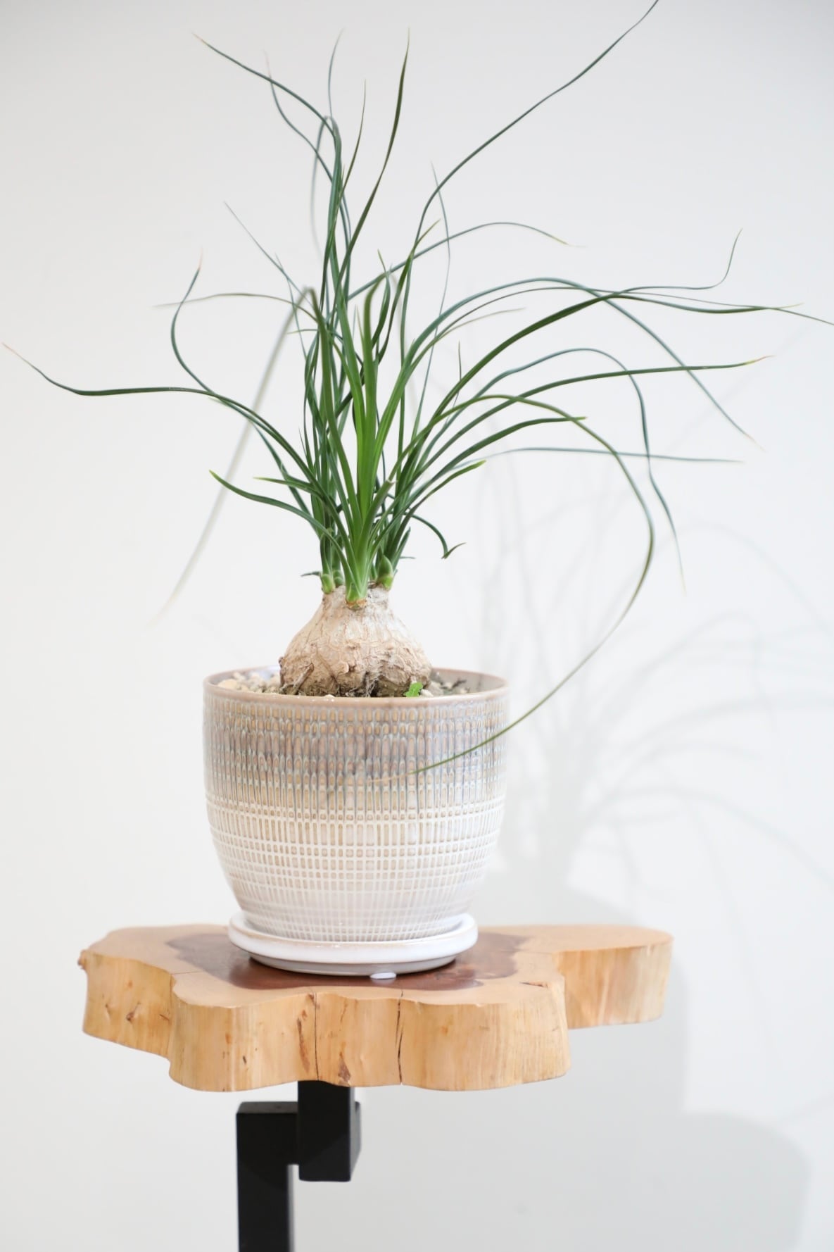 専用happymaechanさん フィロデンドロンプロウマニーブラックフェイス M】フィロデンドロン プロウマニーブラックフェイス