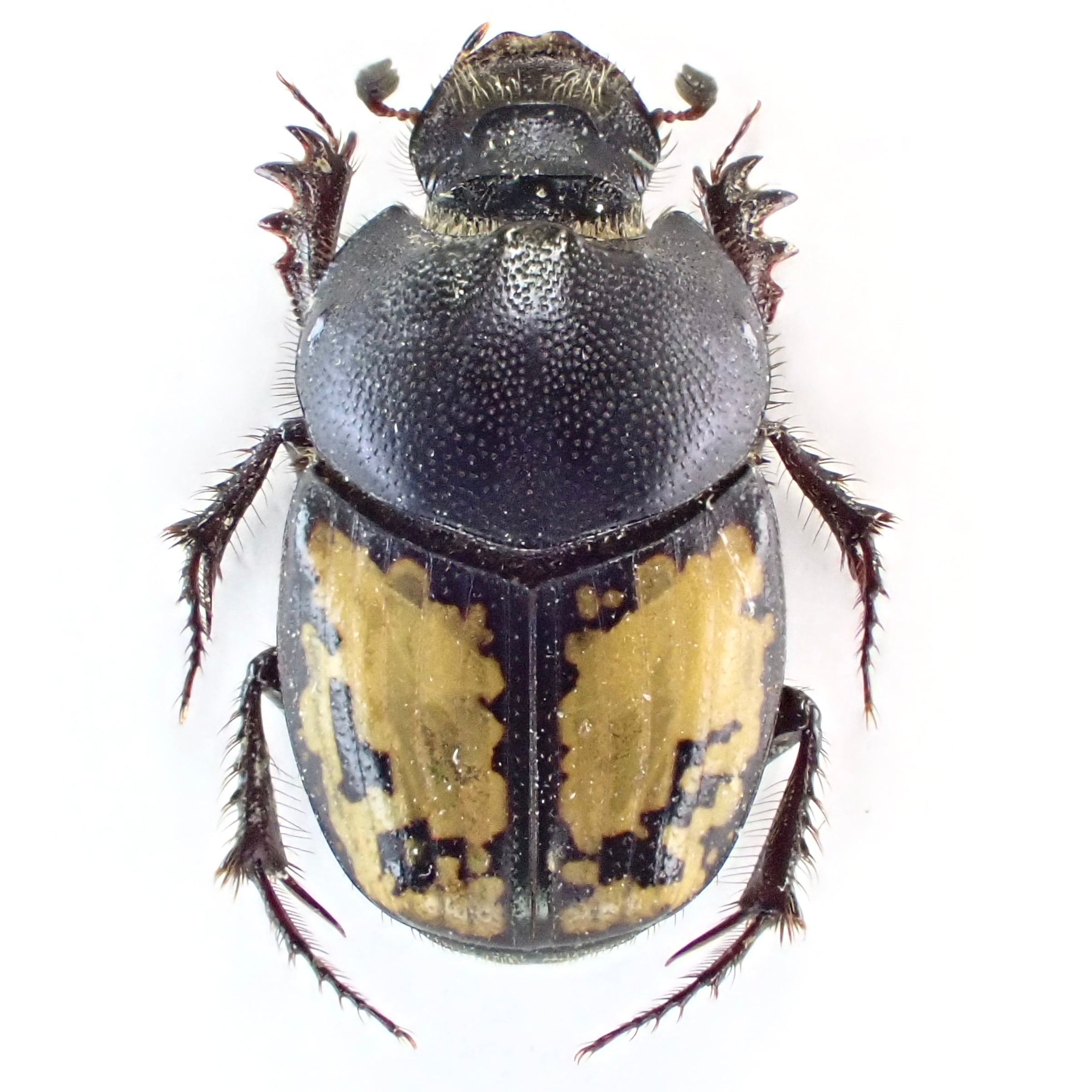 ウズベキスタン産 Onthophagus pygargus ♂♀ 10mm/9mm | 昆虫標本