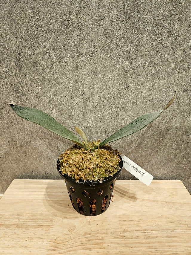 P.Hakuna matata (F301)【artPLANTs】ビカクシダ/Platycerium