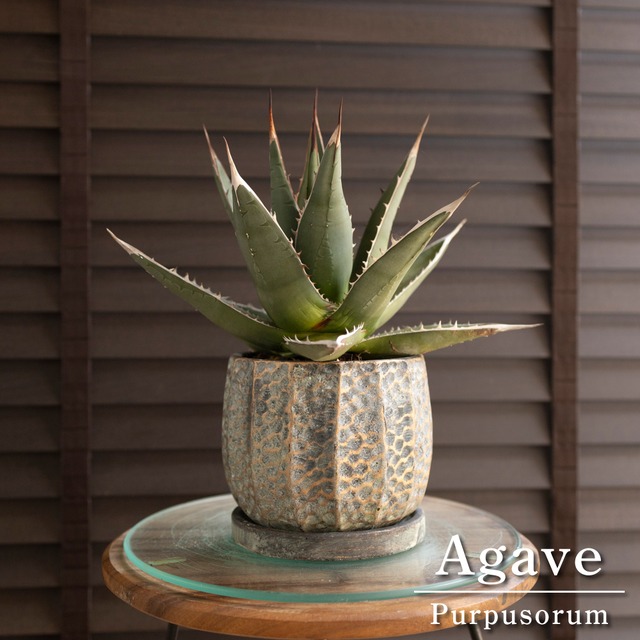 裏棘 アガベ パープソラム Agave purpusorum 帝釈天 5号 陶器鉢 1206WH