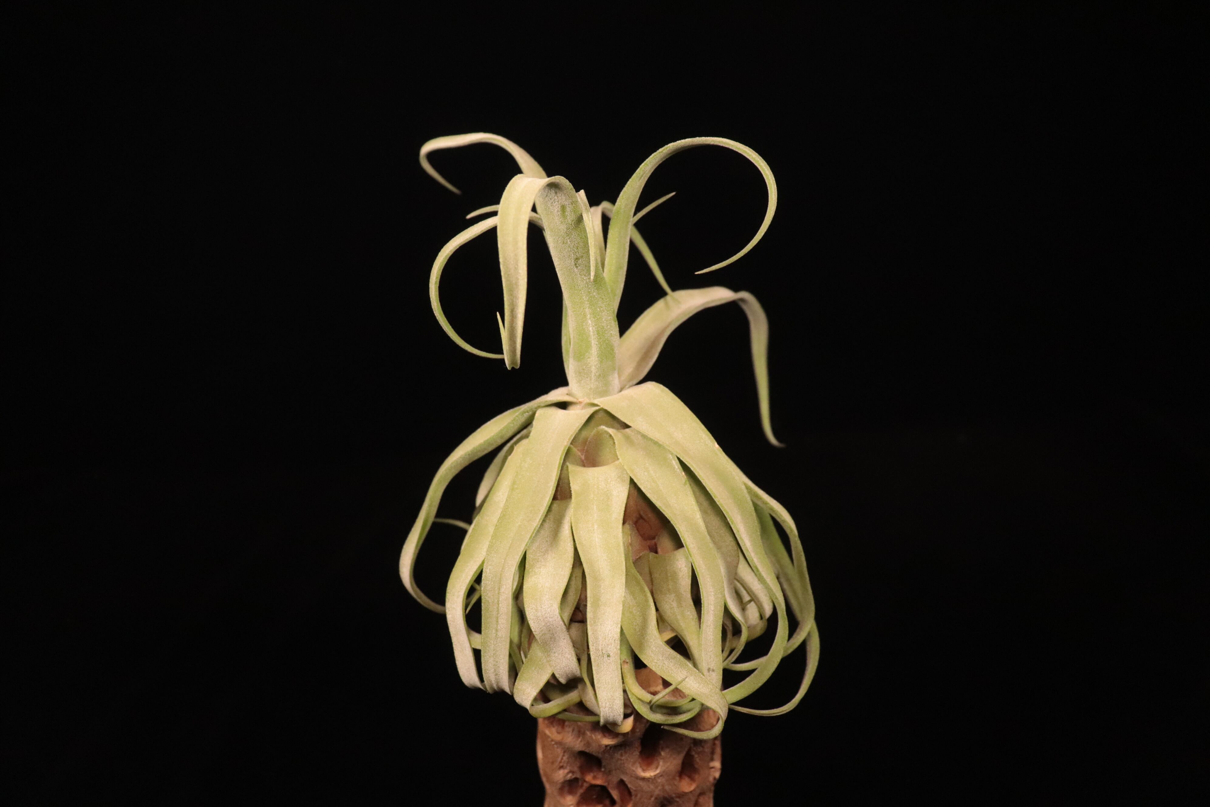 Tillandsia 5点セット　折※師様用 Tillandsia streptophylla L〔ティランジア〕T5897 | plane plants