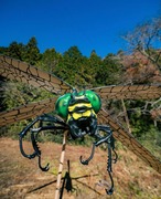 超巨大オニヤンマ