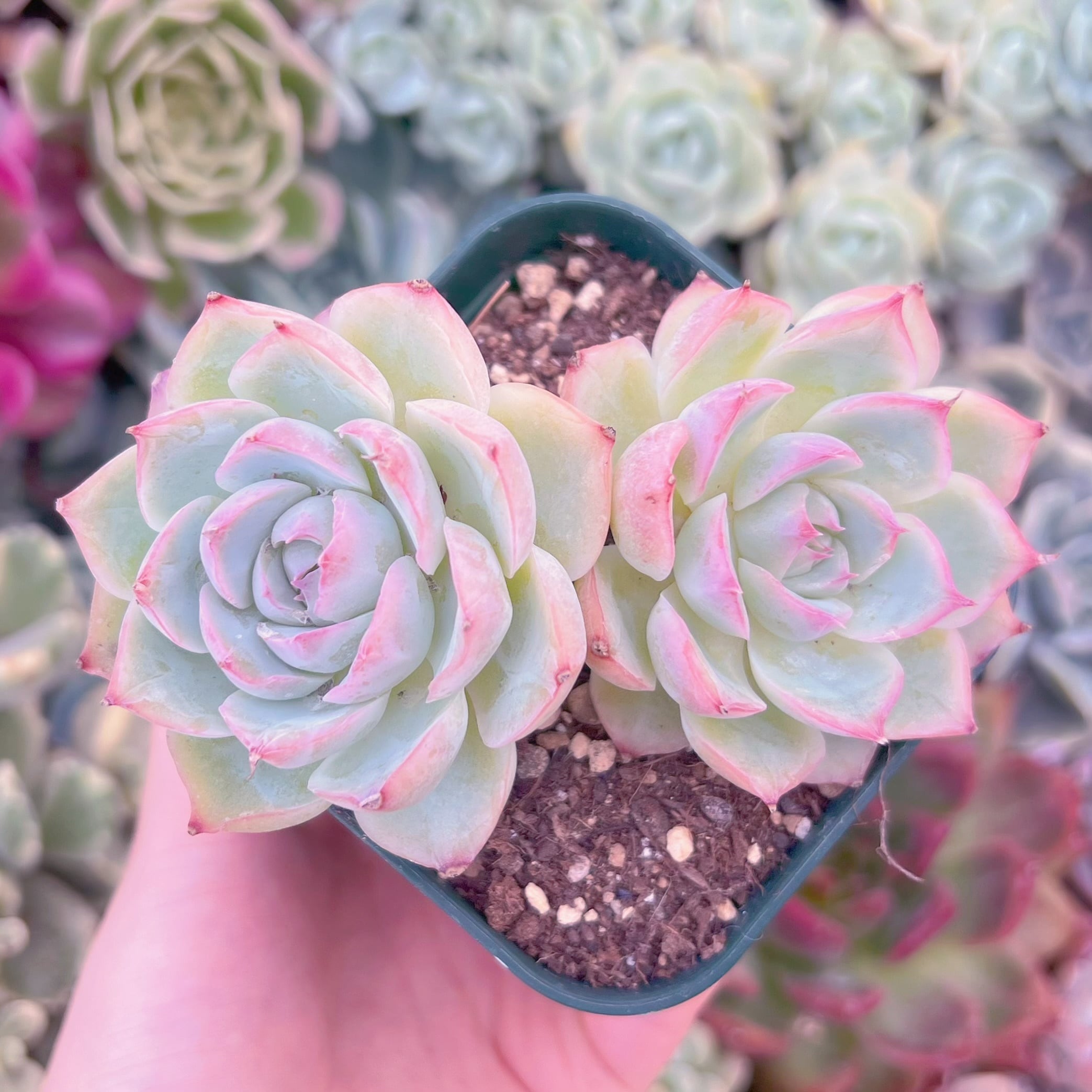 現品　孤星#1123　るる農園