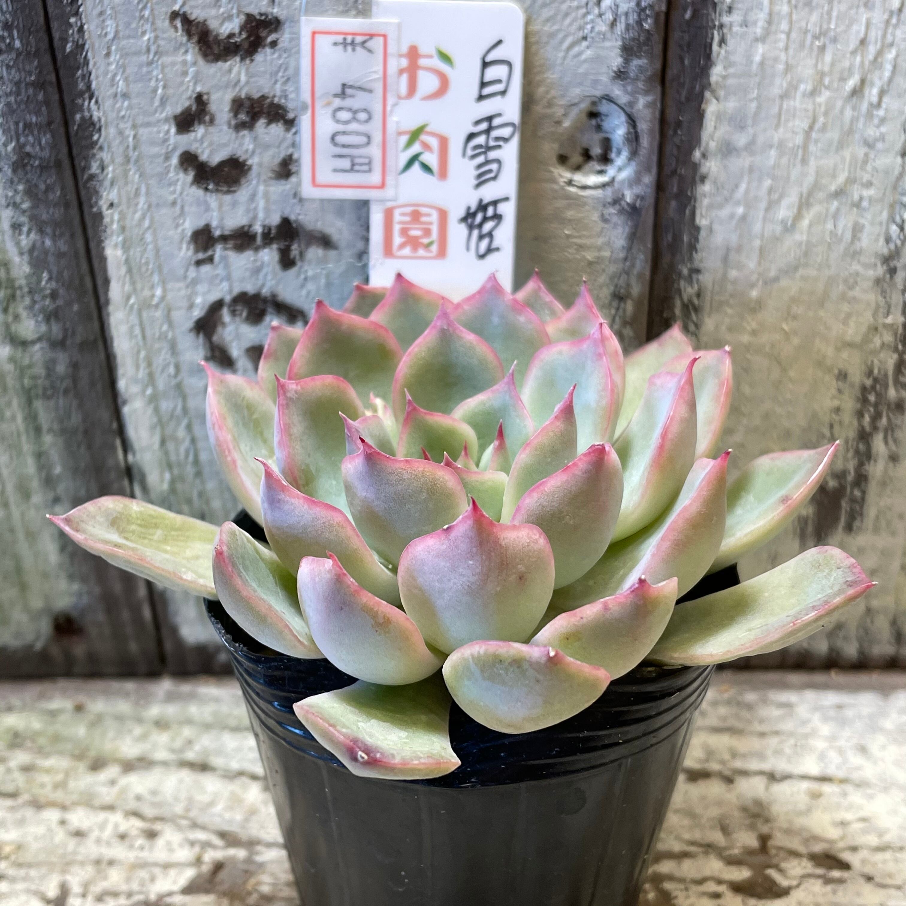 超人気 専門店 多肉植物 韓国苗 白雪姫 I Seeds Ne Jp 超人気 専門店 多肉植物 韓国苗 白雪姫 I Seeds Ne Jp