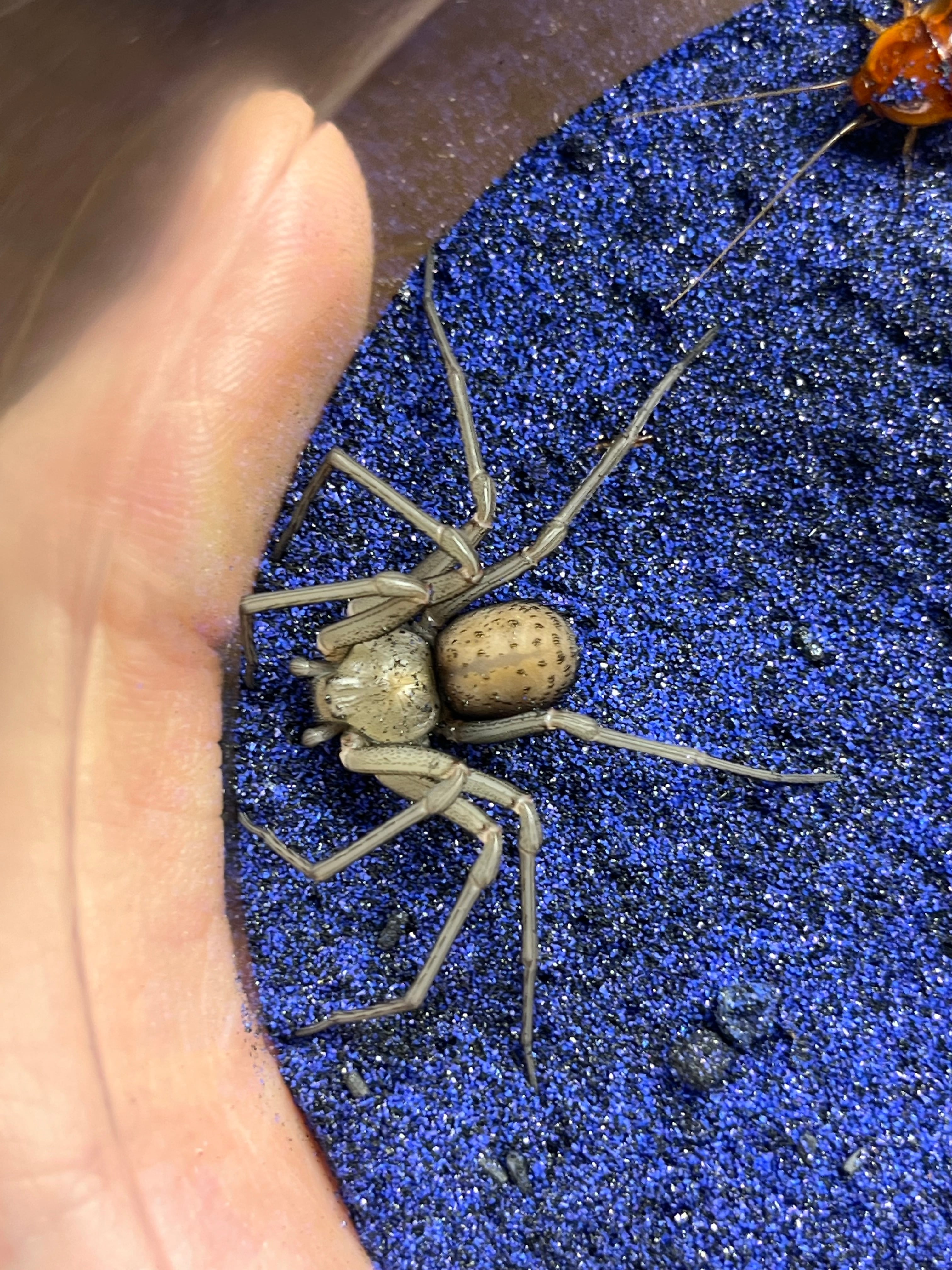 トゥルースパイダー | オモニキチュウ