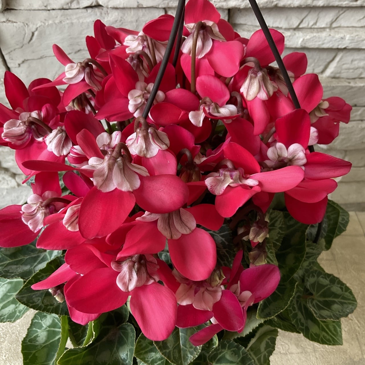 シクラメン ジックス 吊り鉢 選べる♪2色 5寸鉢 | 橋本種苗園