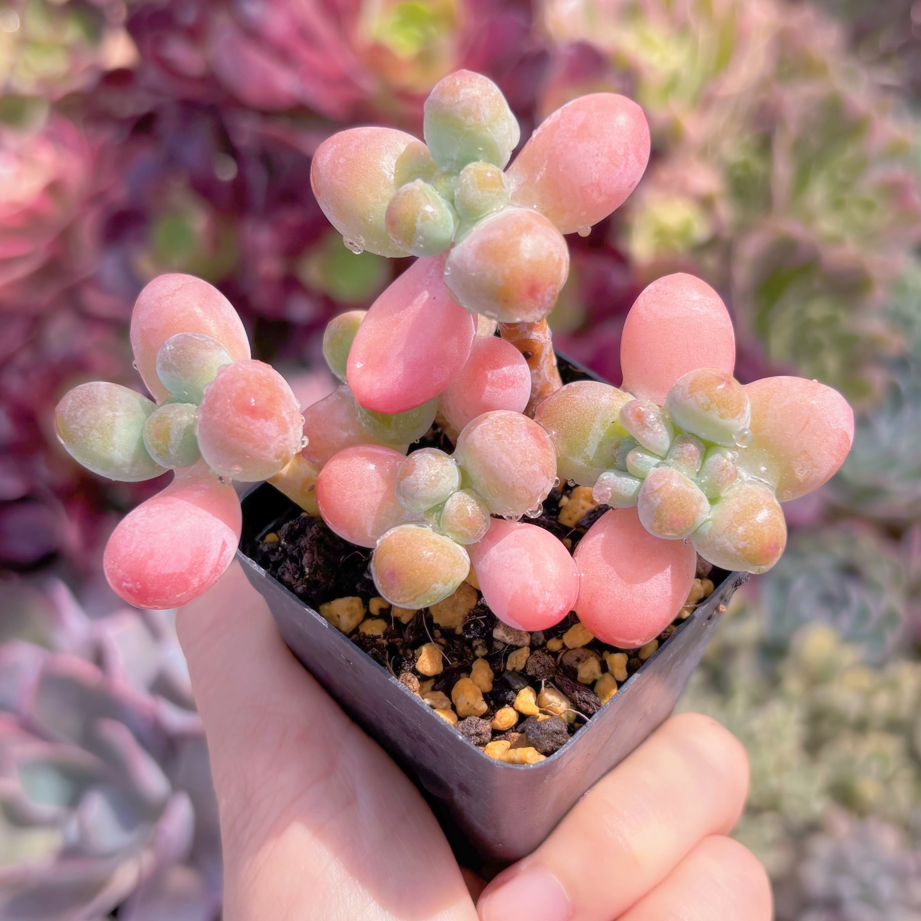 現品　パトリックスター#796　古株　るる農園