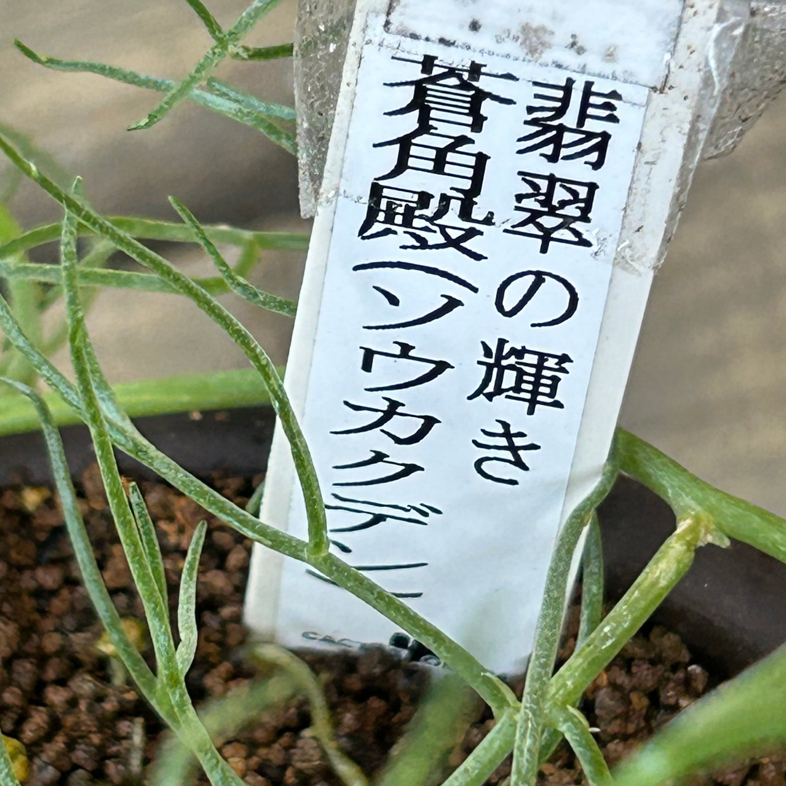 T) 翡翠の輝き 蒼角殿(ソウカクデン) | RuPo 多肉植物専門店