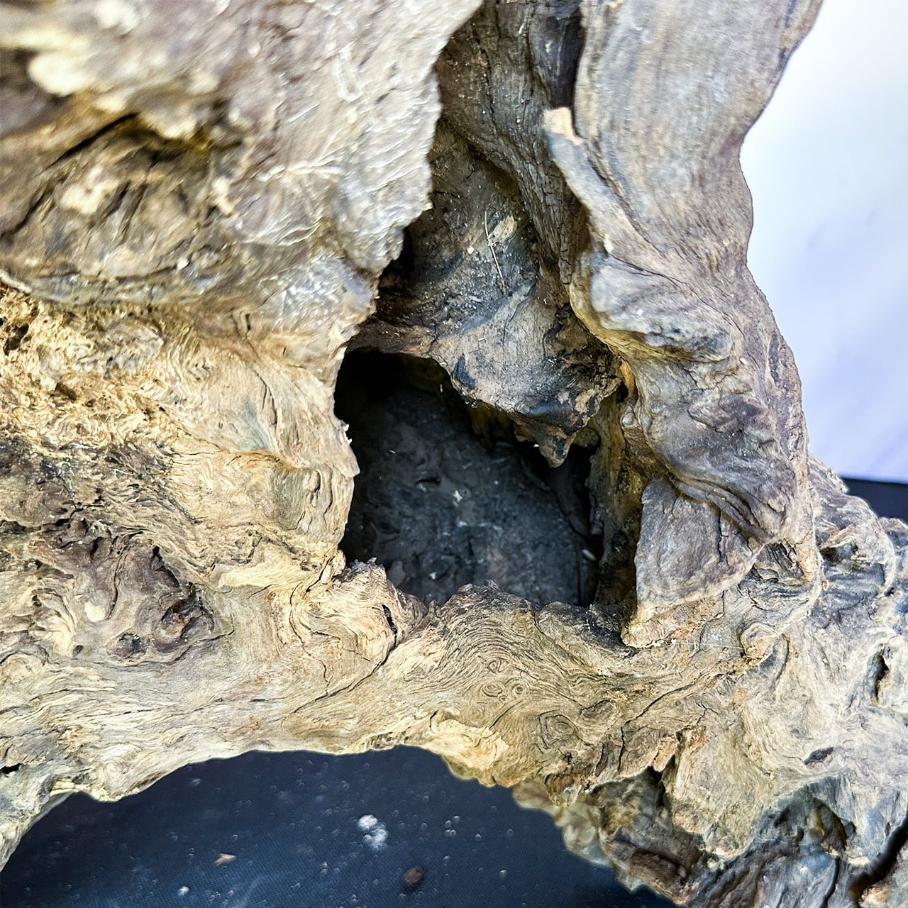 樹洞がある美しく選ばれた流木 マウンテンウッド/ Mountain wood【M013