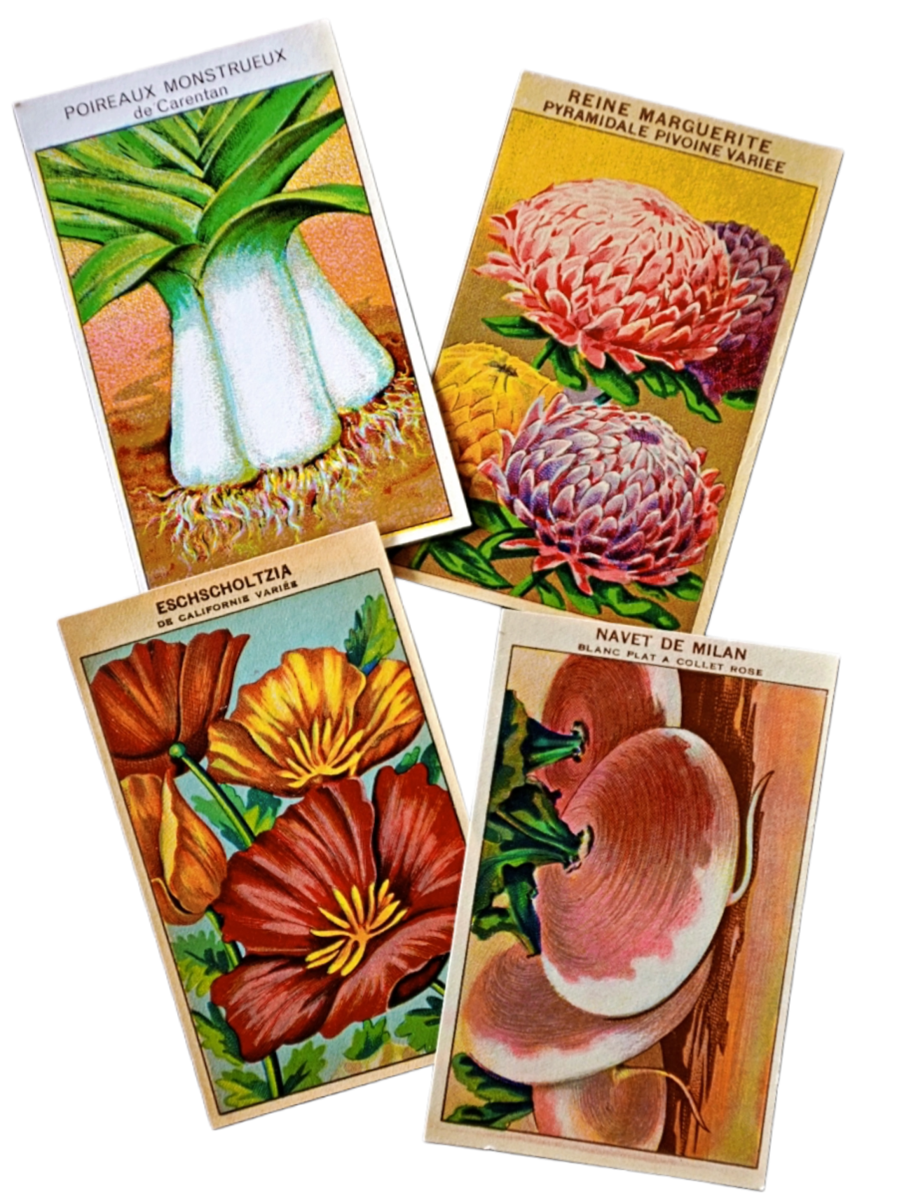 20s フランス 4set 膨満な花々と野菜たち 種子袋用ラベルu アンティーク