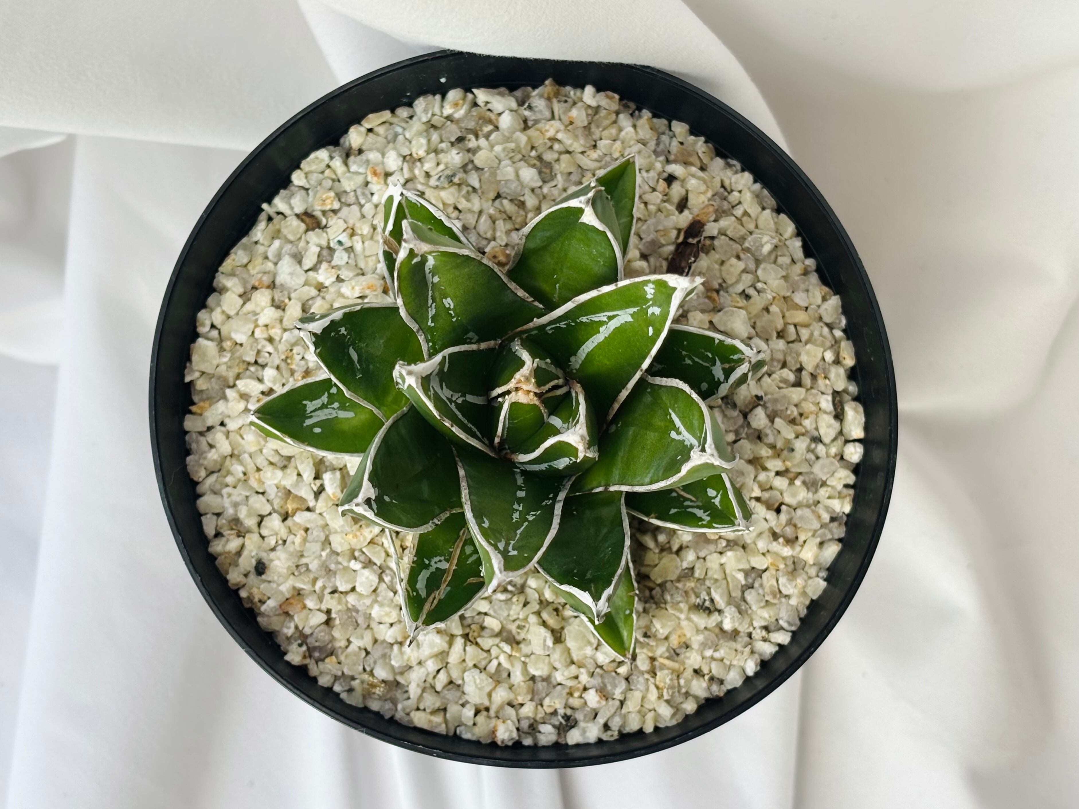 Agave victoriae reginae アガベ 笹の雪 多肉植物 | plants MARU