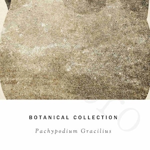 アートポスター / Pachypodium No.2  eb188