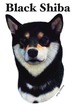 gray original Dog face &breed printed S/S TEE［Black shiba］