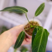 アンスリウム ワロクアーナム / Anthurium Warocqueanum㉔ / 観葉植物<育て方・花言葉>