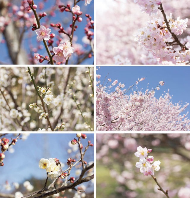 梅と桜のポストカード2015（6枚セット）