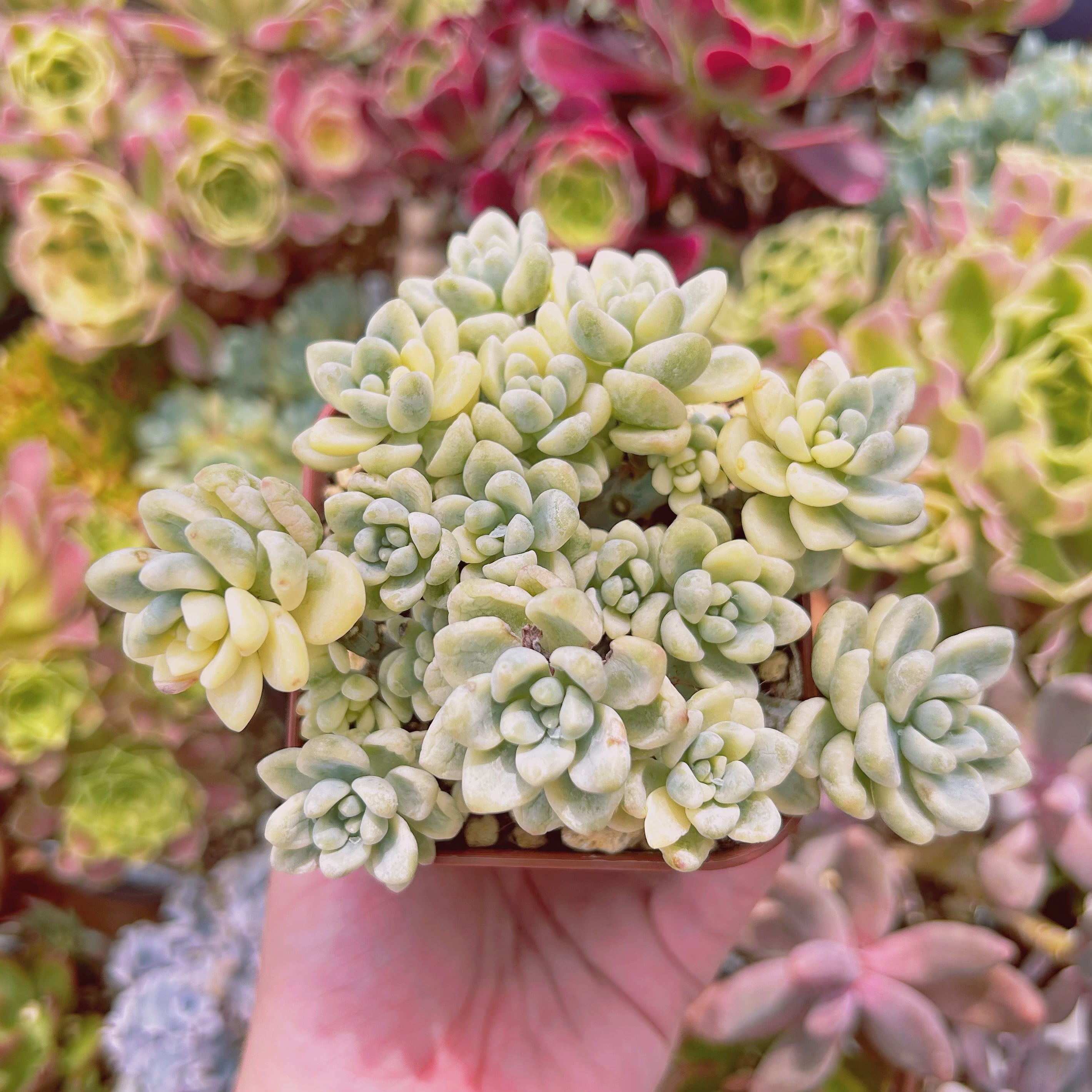 #1166現物　多肉植物    ラウル錦　特大