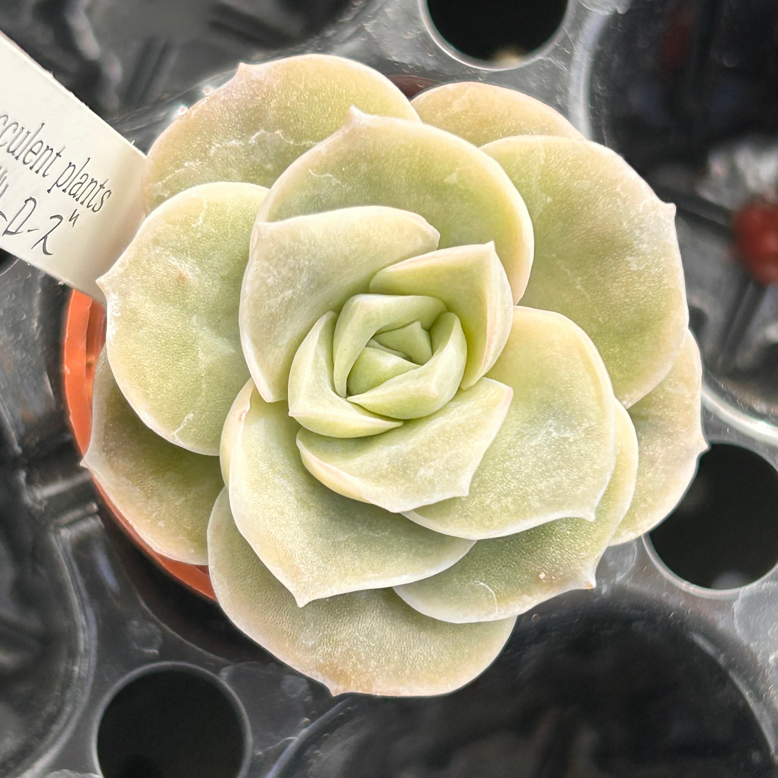 キャンディーグレープ | RuPo 多肉植物専門店