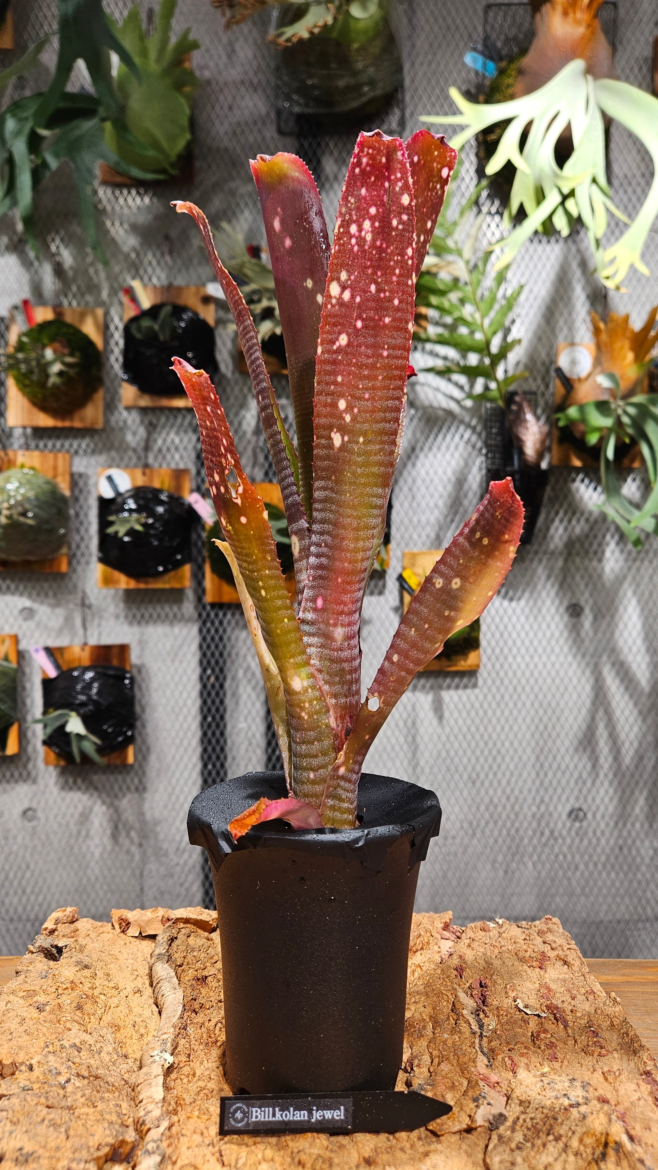 Billbergia. Kolan Jewel【artPLANTs/PLANTS GARAGE】 タンク
