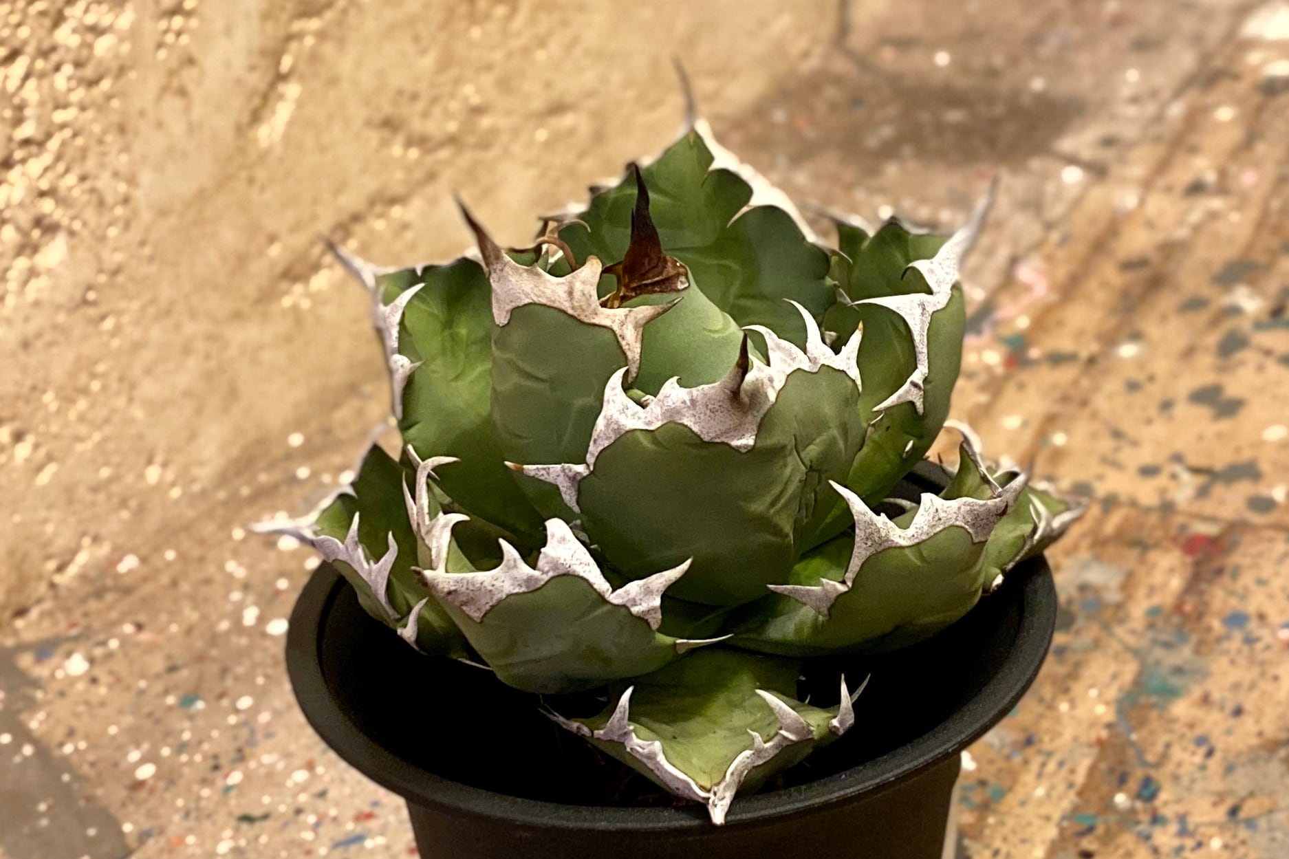 Agave titanota '姫厳竜' No.1 | アガベ専門店SAAG