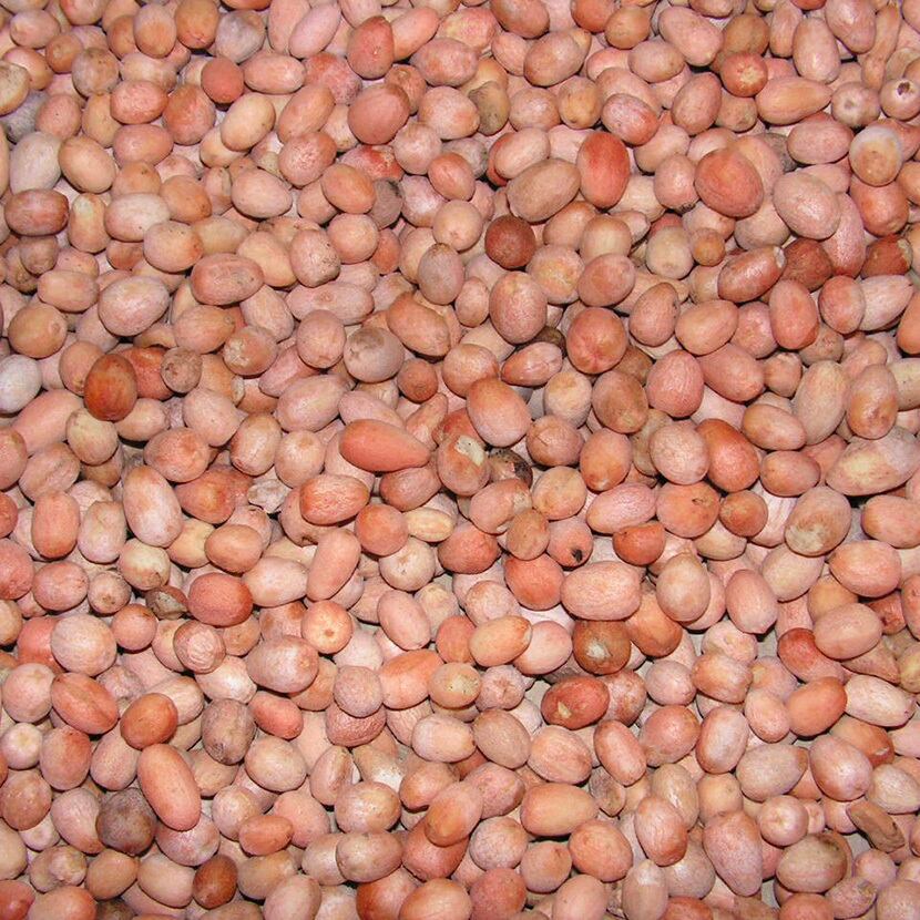 キシメニアオイル 100% オーガニック 不飽和脂肪酸 20ml入 天然 Pure Ximenia Oil 無添加 シリコンフリー 香料フリー 着色料フリー ジンバブエ