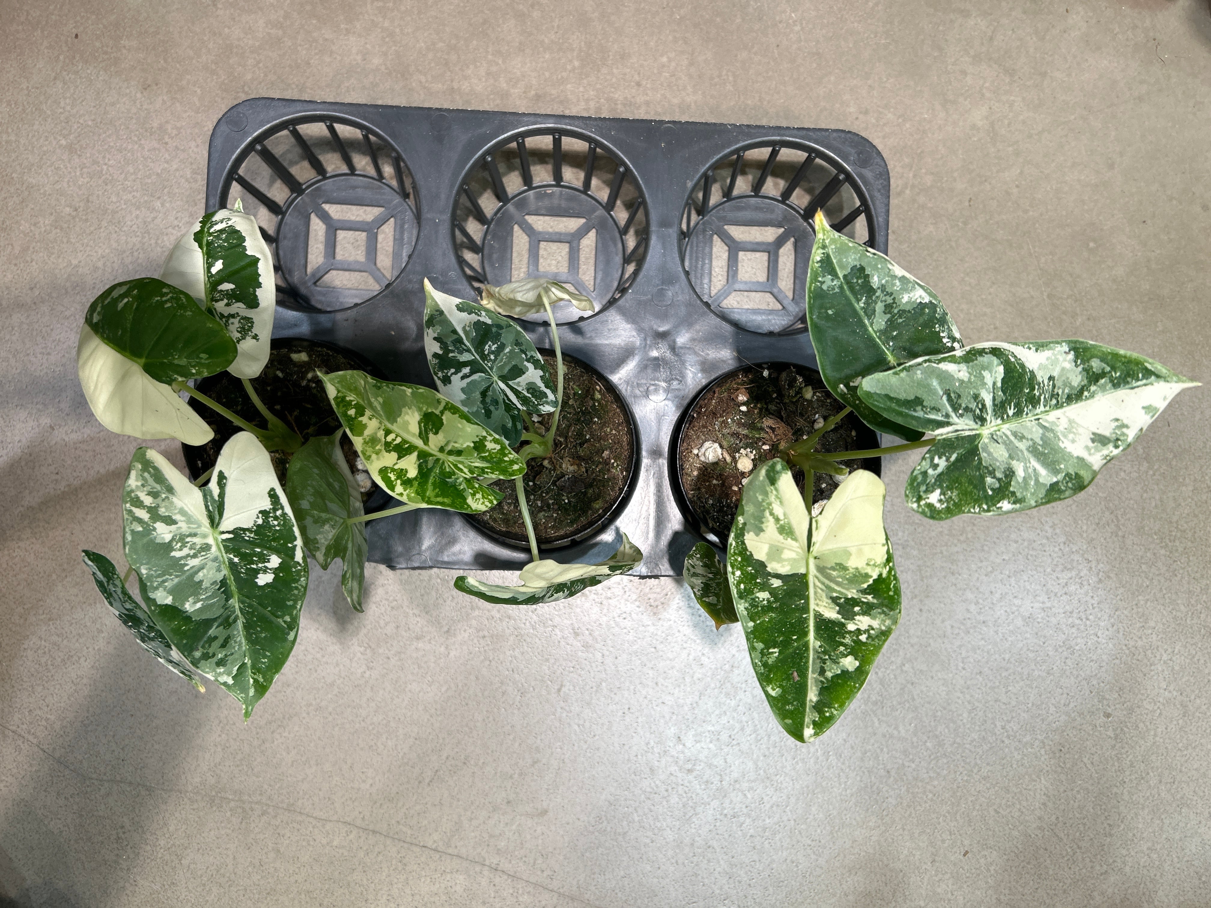 ホヤ カルノーサ スージーQ | MIDORIYA 観葉植物専門店