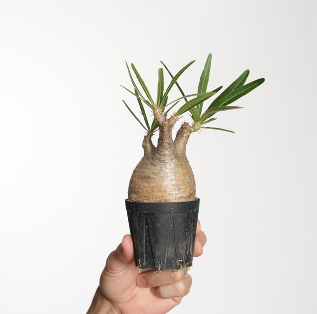 パキポディウム グラキリス no.14〈発根済み〉